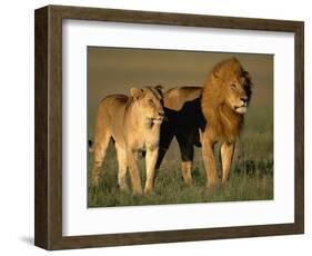 Male and Female Lion-Paul Souders-Framed Photographic Print