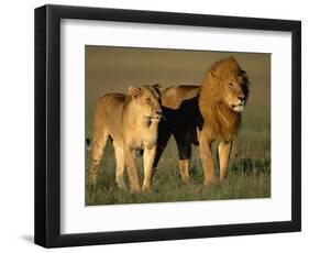 Male and Female Lion-Paul Souders-Framed Photographic Print