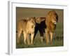 Male and Female Lion-Paul Souders-Framed Photographic Print