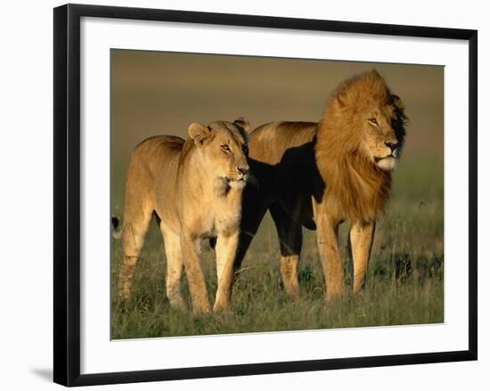 Male and Female Lion-Paul Souders-Framed Photographic Print