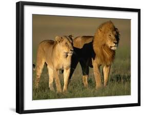 Male and Female Lion-Paul Souders-Framed Photographic Print