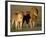 Male and Female Lion-Paul Souders-Framed Photographic Print