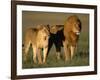 Male and Female Lion-Paul Souders-Framed Photographic Print