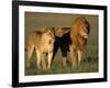 Male and Female Lion-Paul Souders-Framed Photographic Print