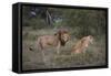 Male and Female Lions (Panthera Leo), Masai Mara National Reserve, Kenya, East Africa, Africa-Angelo Cavalli-Framed Stretched Canvas