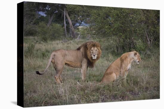 Male and Female Lions (Panthera Leo), Masai Mara National Reserve, Kenya, East Africa, Africa-Angelo Cavalli-Stretched Canvas