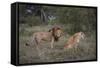 Male and Female Lions (Panthera Leo), Masai Mara National Reserve, Kenya, East Africa, Africa-Angelo Cavalli-Framed Stretched Canvas