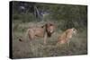 Male and Female Lions (Panthera Leo), Masai Mara National Reserve, Kenya, East Africa, Africa-Angelo Cavalli-Stretched Canvas