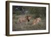 Male and Female Lions (Panthera Leo), Masai Mara National Reserve, Kenya, East Africa, Africa-Angelo Cavalli-Framed Photographic Print