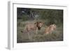 Male and Female Lions (Panthera Leo), Masai Mara National Reserve, Kenya, East Africa, Africa-Angelo Cavalli-Framed Photographic Print