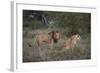 Male and Female Lions (Panthera Leo), Masai Mara National Reserve, Kenya, East Africa, Africa-Angelo Cavalli-Framed Photographic Print