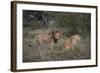 Male and Female Lions (Panthera Leo), Masai Mara National Reserve, Kenya, East Africa, Africa-Angelo Cavalli-Framed Photographic Print