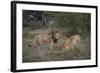 Male and Female Lions (Panthera Leo), Masai Mara National Reserve, Kenya, East Africa, Africa-Angelo Cavalli-Framed Photographic Print