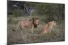 Male and Female Lions (Panthera Leo), Masai Mara National Reserve, Kenya, East Africa, Africa-Angelo Cavalli-Mounted Photographic Print