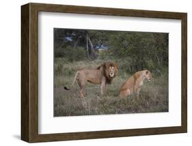 Male and Female Lions (Panthera Leo), Masai Mara National Reserve, Kenya, East Africa, Africa-Angelo Cavalli-Framed Photographic Print