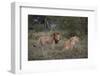 Male and Female Lions (Panthera Leo), Masai Mara National Reserve, Kenya, East Africa, Africa-Angelo Cavalli-Framed Photographic Print