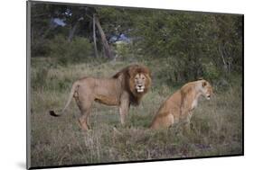 Male and Female Lions (Panthera Leo), Masai Mara National Reserve, Kenya, East Africa, Africa-Angelo Cavalli-Mounted Photographic Print