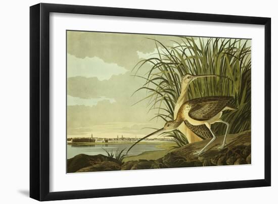 Male And Female Long Billed Curlew (Numenius Americanus) with the City of Charleston Behind-John James Audubon-Framed Giclee Print