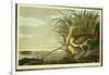 Male and Female Long Billed Curlew-John James Audubon-Framed Giclee Print