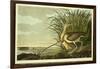 Male and Female Long Billed Curlew-John James Audubon-Framed Giclee Print