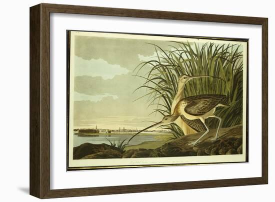 Male and Female Long Billed Curlew-John James Audubon-Framed Giclee Print