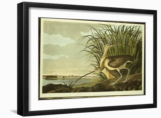 Male and Female Long Billed Curlew-John James Audubon-Framed Giclee Print