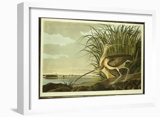 Male and Female Long Billed Curlew-John James Audubon-Framed Giclee Print