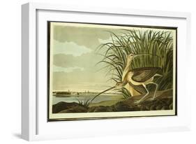 Male and Female Long Billed Curlew-John James Audubon-Framed Giclee Print