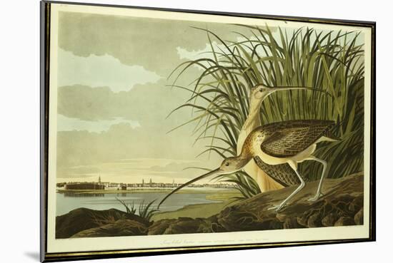 Male and Female Long Billed Curlew-John James Audubon-Mounted Giclee Print