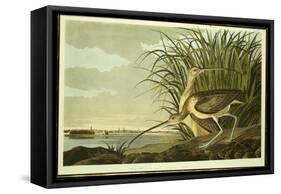 Male and Female Long Billed Curlew-John James Audubon-Framed Stretched Canvas