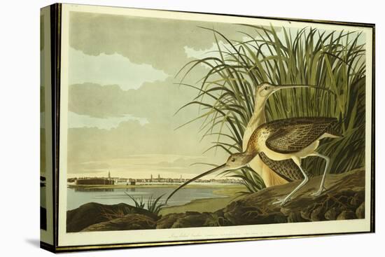 Male and Female Long Billed Curlew-John James Audubon-Stretched Canvas