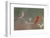 Male and female Northern Cardinals. Rio Grande Valley, Texas-Adam Jones-Framed Photographic Print