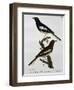 Male and Female of Oriental Magpie-Robin (Copsychus Saularis)-null-Framed Giclee Print