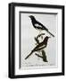Male and Female of Oriental Magpie-Robin (Copsychus Saularis)-null-Framed Giclee Print