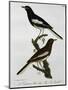 Male and Female of Oriental Magpie-Robin (Copsychus Saularis)-null-Mounted Giclee Print