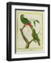Male and Female Philippine Hanging Parrots-Georges-Louis Buffon-Framed Giclee Print