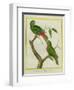 Male and Female Philippine Hanging Parrots-Georges-Louis Buffon-Framed Giclee Print