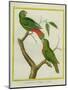 Male and Female Philippine Hanging Parrots-Georges-Louis Buffon-Mounted Giclee Print