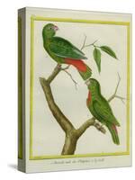 Male and Female Philippine Hanging Parrots-Georges-Louis Buffon-Stretched Canvas