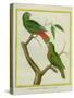 Male and Female Philippine Hanging Parrots-Georges-Louis Buffon-Stretched Canvas