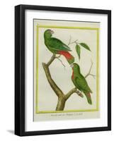 Male and Female Philippine Hanging Parrots-Georges-Louis Buffon-Framed Giclee Print