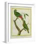 Male and Female Philippine Hanging Parrots-Georges-Louis Buffon-Framed Giclee Print