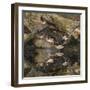 Male and female wood ducks, resting on fallen tree, Kentucky-Adam Jones-Framed Photographic Print