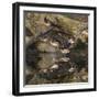 Male and female wood ducks, resting on fallen tree, Kentucky-Adam Jones-Framed Photographic Print