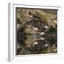 Male and female wood ducks, resting on fallen tree, Kentucky-Adam Jones-Framed Photographic Print