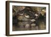 Male and female wood ducks, resting on fallen tree, Kentucky-Adam Jones-Framed Photographic Print