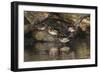 Male and female wood ducks, resting on fallen tree, Kentucky-Adam Jones-Framed Photographic Print