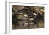 Male and female wood ducks, resting on fallen tree, Kentucky-Adam Jones-Framed Photographic Print