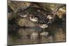 Male and female wood ducks, resting on fallen tree, Kentucky-Adam Jones-Mounted Photographic Print