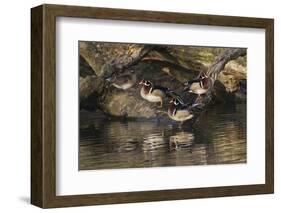 Male and female wood ducks, resting on fallen tree, Kentucky-Adam Jones-Framed Photographic Print